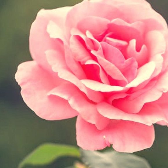 Meet your Posher, Mackenzie - Picture 1 of 1